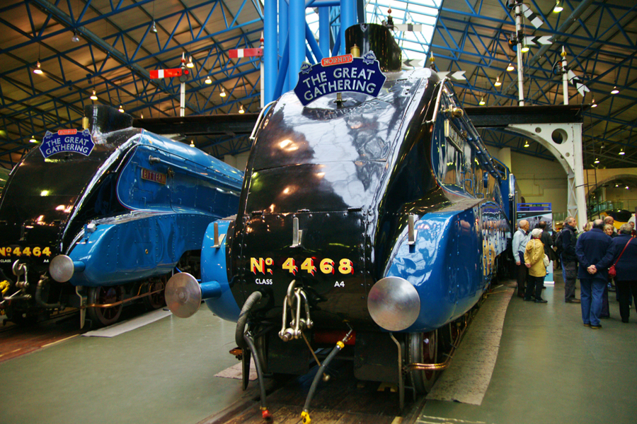 Mallard 75 The Great Gathering